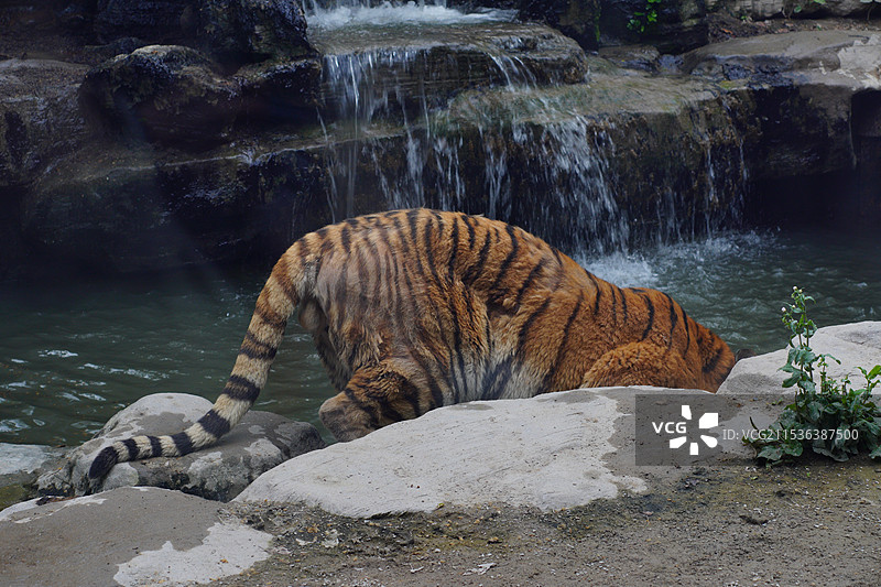 上海野生动物园图片素材