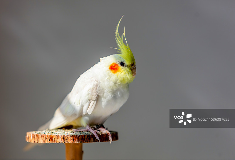 玄凤鹦鹉图片素材