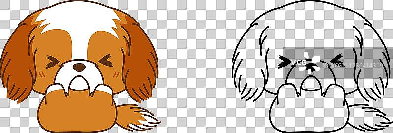 多色和黑色的西施犬小狗图片素材