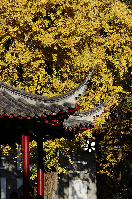 南京朝天宫的银杏图片素材