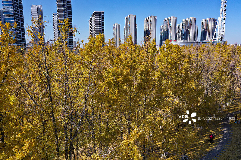 城市深秋图片素材