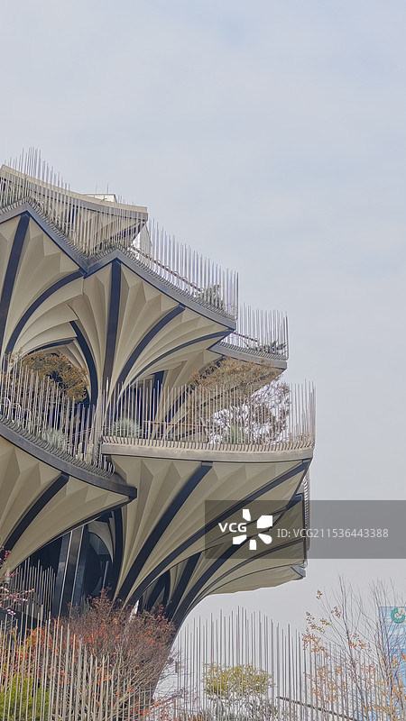 生命之树局部图片素材