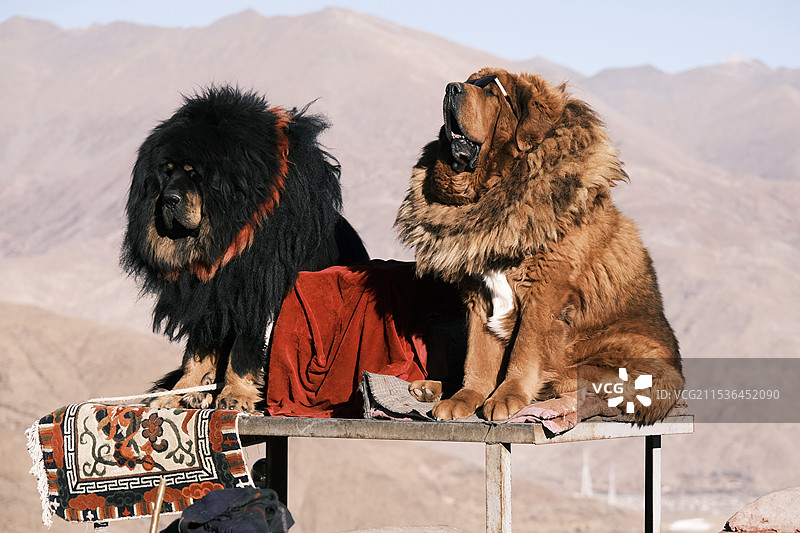 西藏羊卓雍错臧敖图片素材