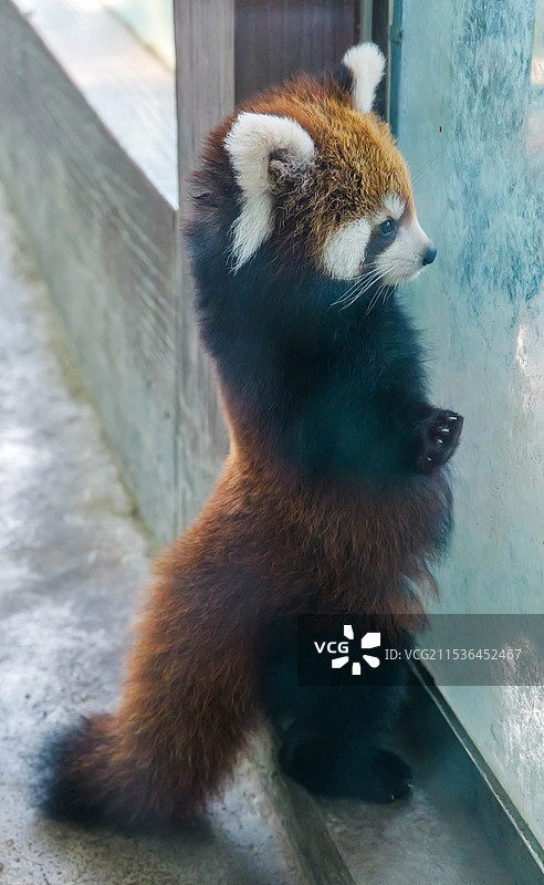 期待期盼着的小熊猫宝宝图片素材