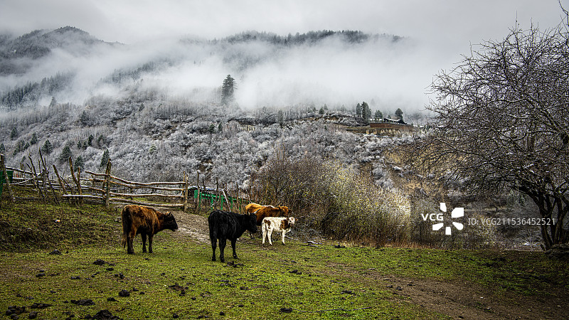 初冬时的原生态中查沟图片素材