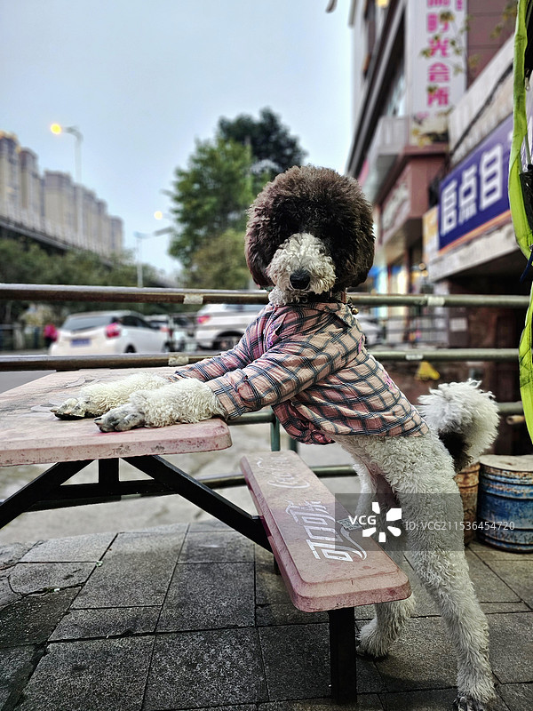 请坐：（贵宾犬）图片素材