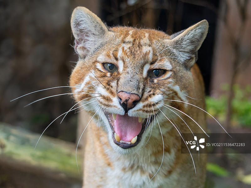 重庆动物园的亚洲金猫阿宅露出四颗锋利的犬齿图片素材