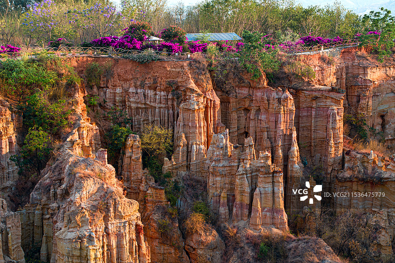 物茂土林图片素材