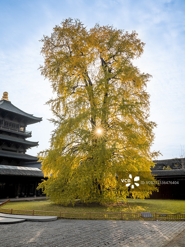 千年银杏黄了图片素材