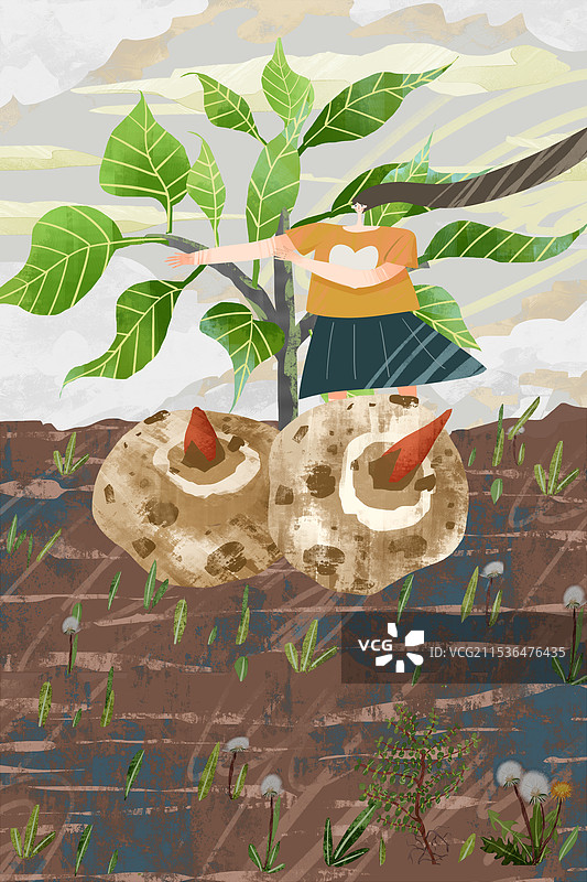 农作物魔芋插画图片素材