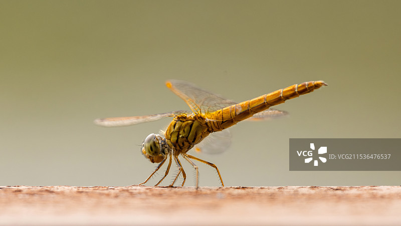 蜻蜓特写镜头图片素材