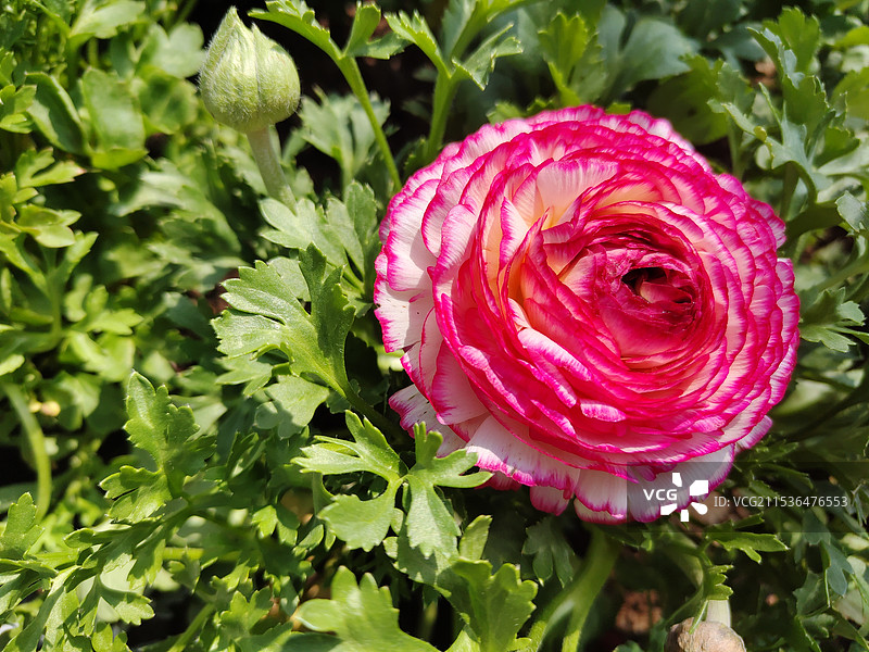 开的鲜艳的花图片素材