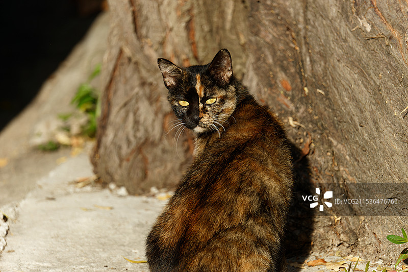 流浪的玳瑁猫图片素材
