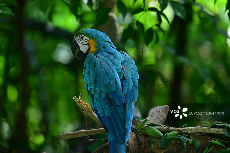 金刚鹦鹉栖息在树枝上的特写镜头图片素材