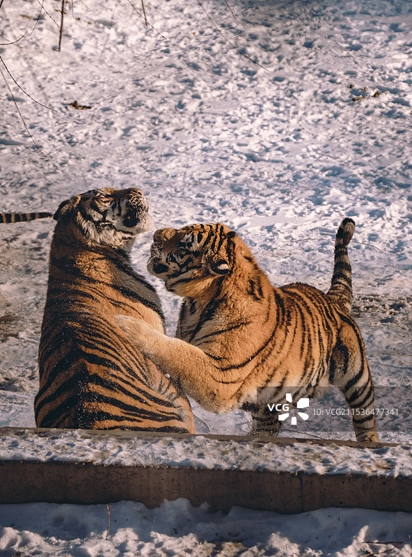 东北虎林园图片素材