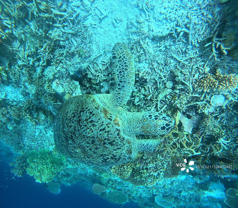 藏在珊瑚堆的海龟图片素材