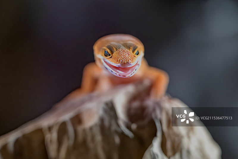 笑面虎图片素材