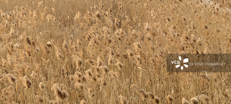 湿地公园~芦苇荡图片素材