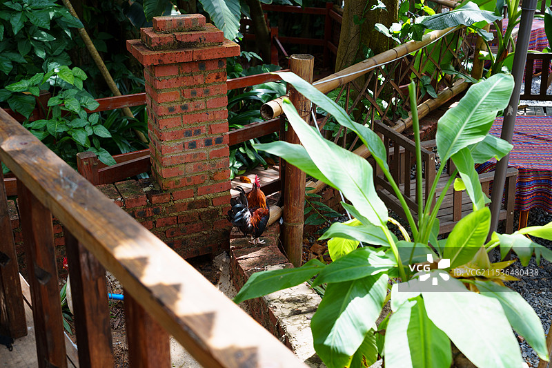 砖墙边上的鸡图片素材