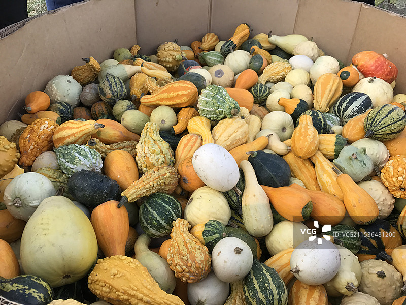 加拿大万圣节前夕 南瓜大丰收图片素材