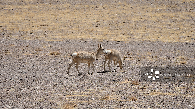 藏羚羊、黄羊图片素材