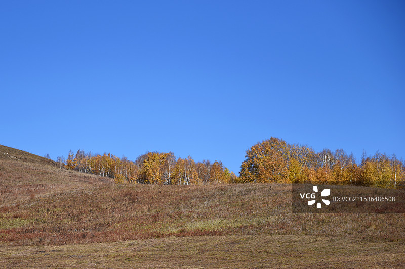 深秋乌兰布统草原风力发电机、蓝天、大树、鸟巢图片素材