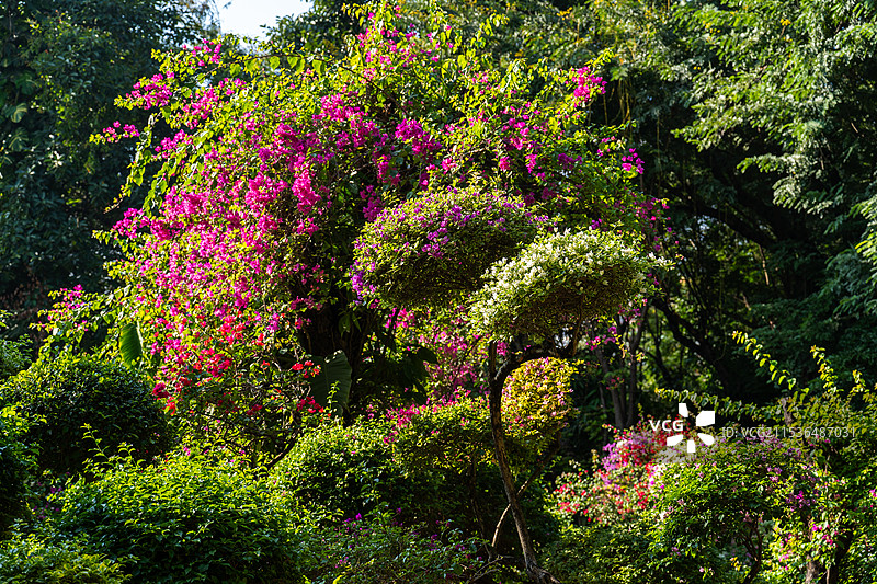 西双版纳曼听公园三角梅园图片素材