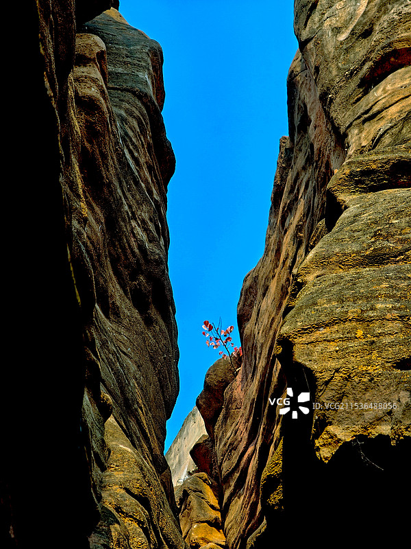 崖畔上开花图片素材