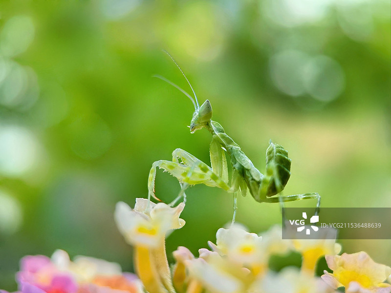 花丛中的小精灵（丽眼斑螳）图片素材