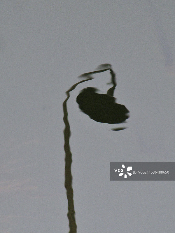 水中的莲蓬倒影图片素材