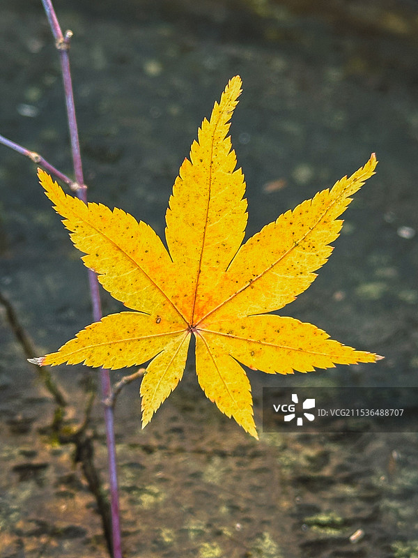 模糊背景下的枫叶特写镜头图片素材