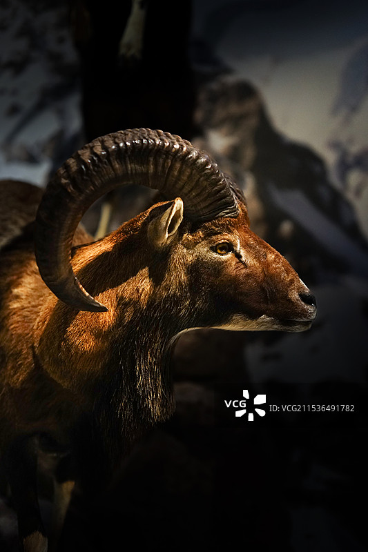 长角羊、山羊、角羊动物头像特写 成都博物馆动物特展图片素材