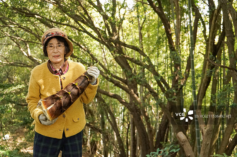 老年女性在采摘竹笋图片素材