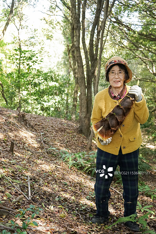 老年女性在采摘竹笋图片素材