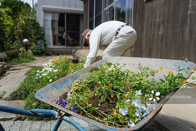 老年人在园艺中工作图片素材