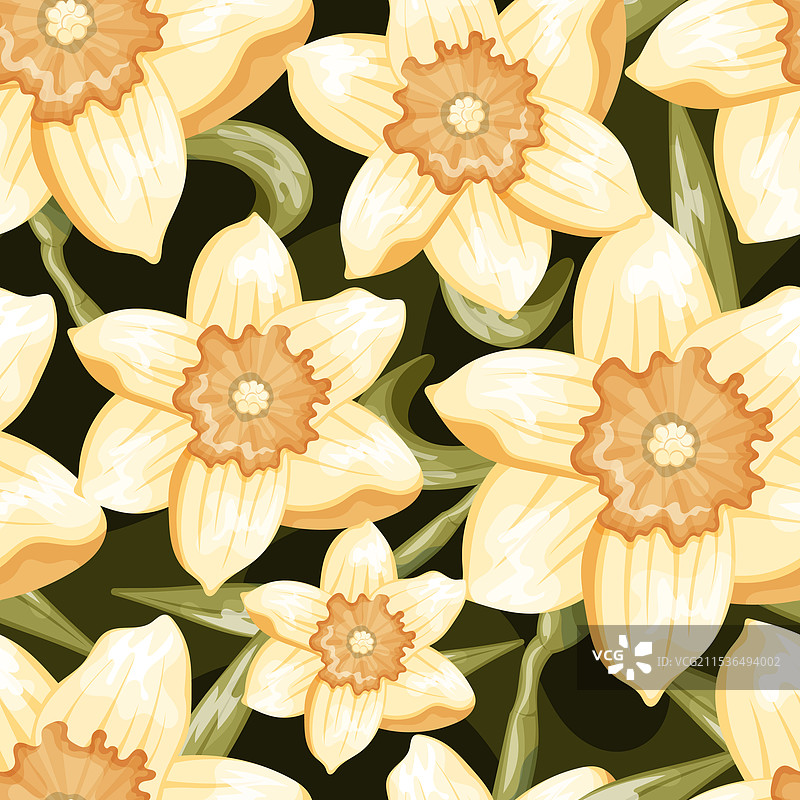 一朵盛开的黄色水仙花花蕾图片素材