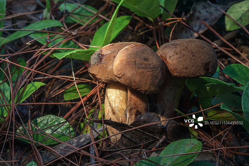 牛肝菌  云南省大理巍山县优质野生食用菌图片素材