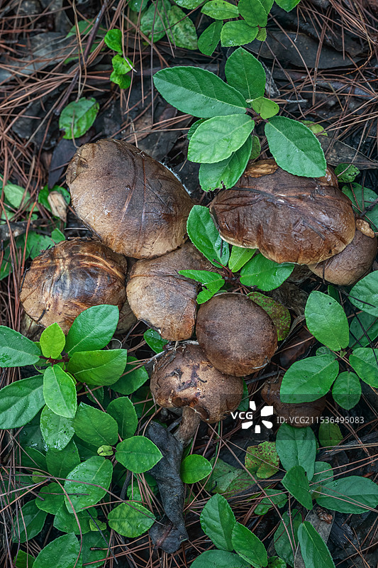 牛肝菌  云南大理巍山县优质野生食用菌图片素材