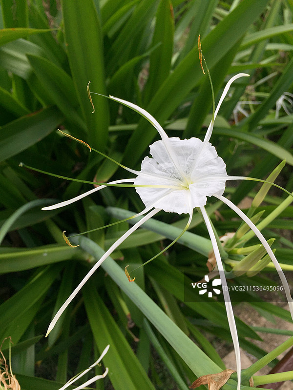 水鬼蕉图片素材