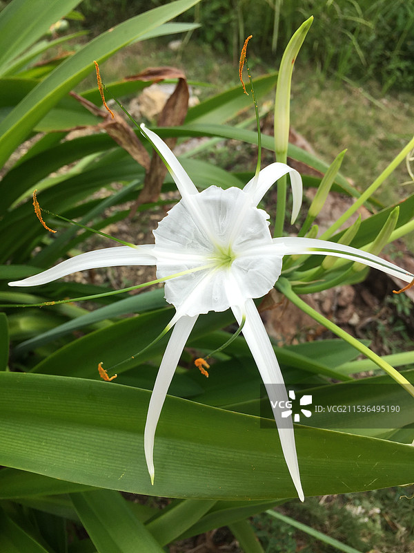 水鬼蕉图片素材