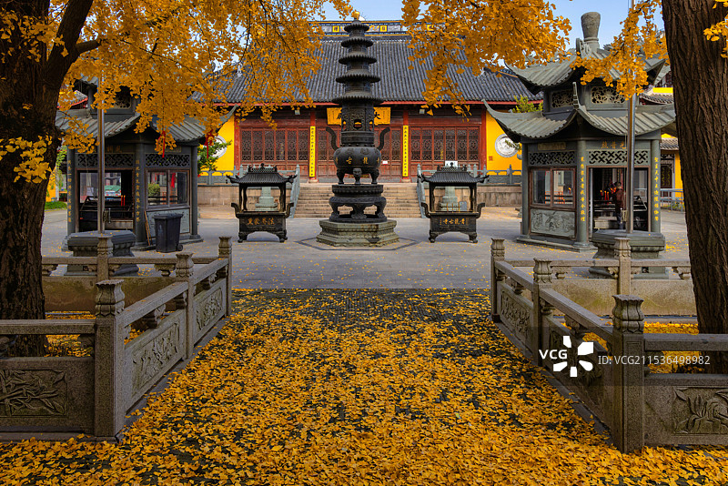 上海青浦区青龙古寺银杏秋色图片素材