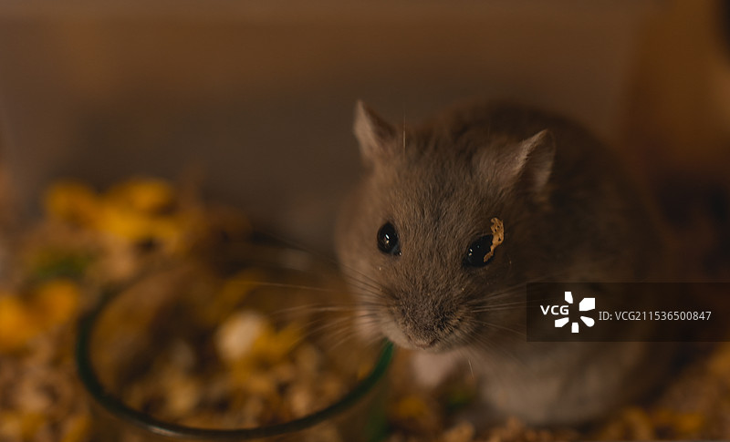 仓鼠特写图片素材