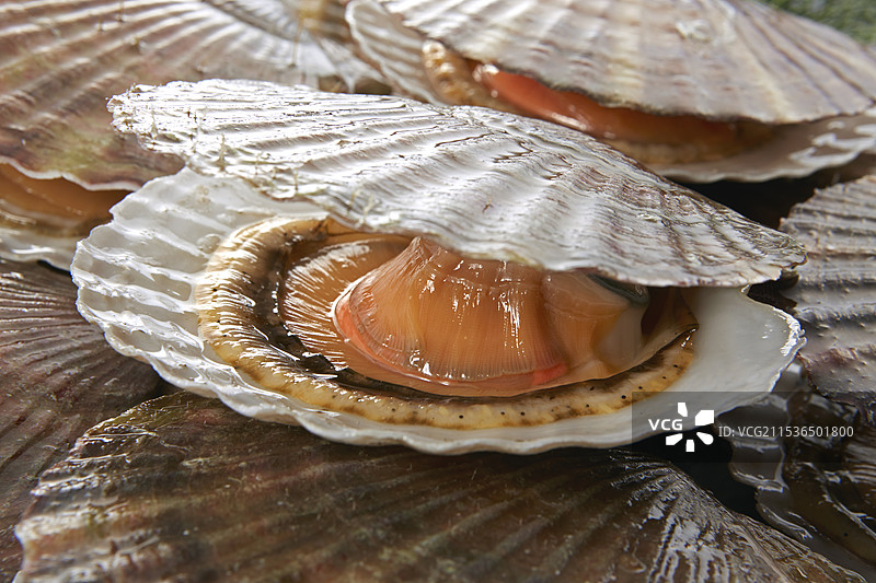 活扇贝图片素材