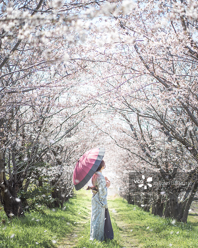 穿着和服的女人凝视樱花图片素材