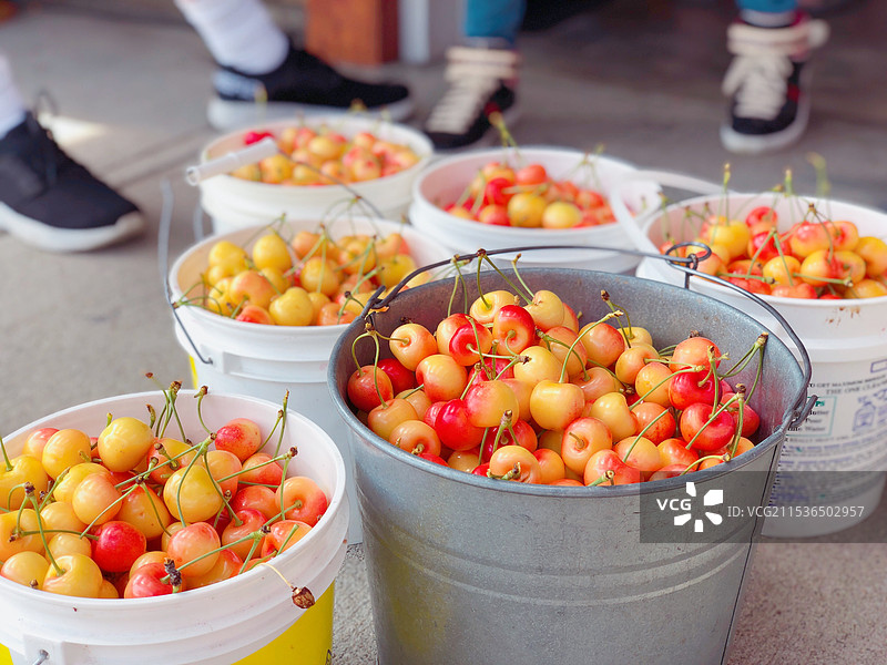 加拿大英属哥伦比亚省 基隆拿樱桃农场采摘图片素材