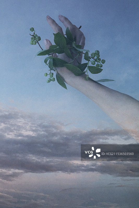 女性右手握着年轻蓝莓叶子与天空的合成照片图片素材