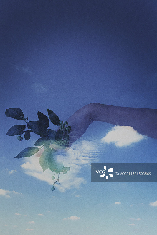 一位女性手持年轻的蓝莓叶，右手指向天空，呈对角线姿势的合成照片图片素材
