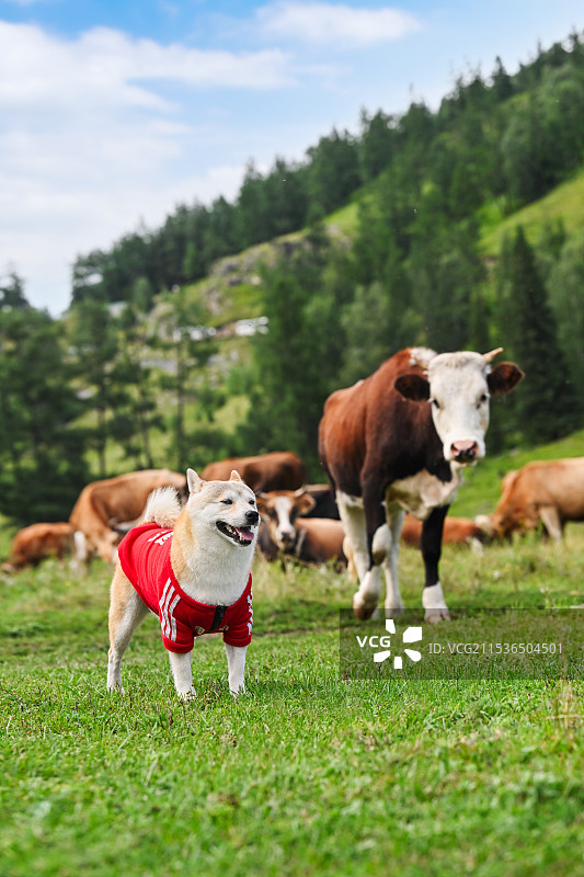 旅途中的柴犬图片素材
