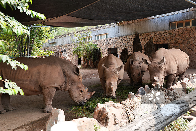 长沙生态动物园图片素材