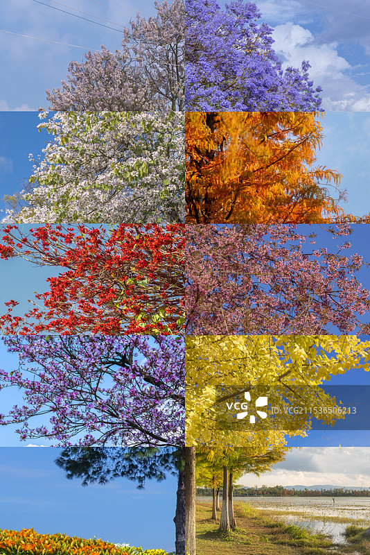 四季鲜花拼接而成的一棵树图片素材